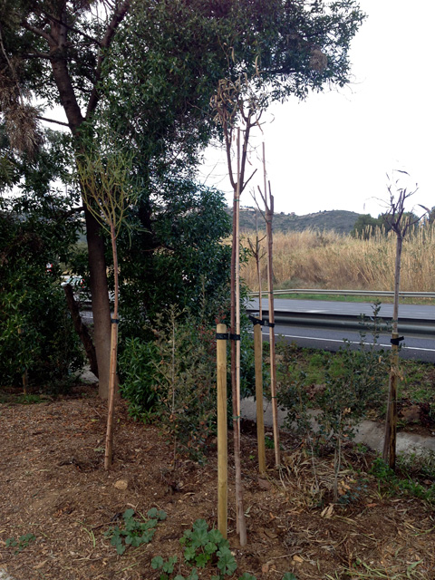 Els arbres ajudaran en la insonorització i reduiran l'impacte visual de les pantalles de formigó. Foto: carlespascual.cat